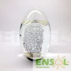 Extralarge Pod Ecosphere